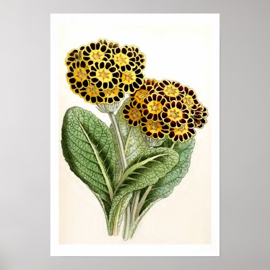ventilatorillustratie "Polyanthus" Poster (Voorkant)