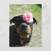 ventilatorrottweiler briefkaart (Voorkant)