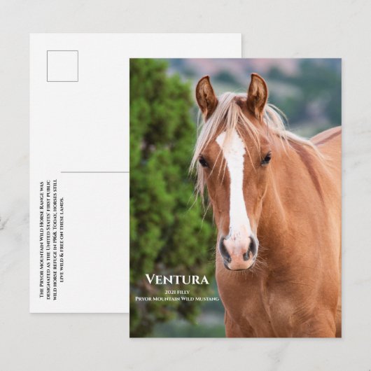 Ventura-Briefkaart Briefkaart (Voorkant / Achterkant)