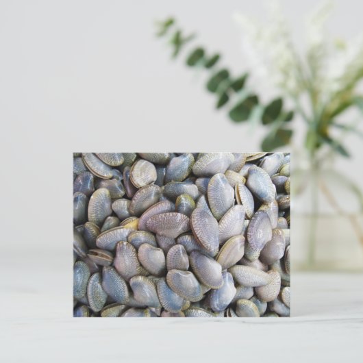 Venus Clam [ห อ ล า ย ย) Briefkaart (Staand voorkant)