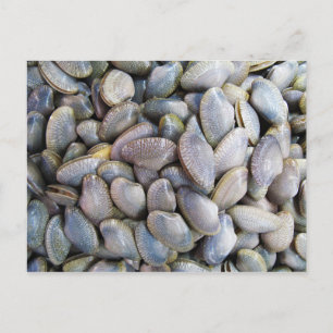 Venus Clam [ห อ ล า ย ย) Briefkaart