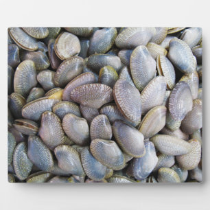 Venus Clam [ห อ ล า ย ย) Fotoplaat