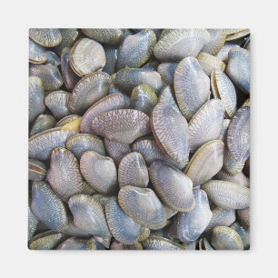 Venus Clam [ห อ ล า ย ย) Magneet