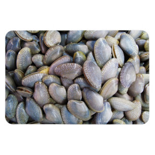 Venus Clam [ห อ ล า ย ย) Magneet