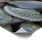 Venus Clam [ห อ ล า ย ย) Poster (Hoek)