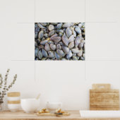 Venus Clam [ห อ ล า ย ย) Poster (Keuken)