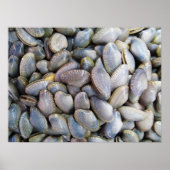 Venus Clam [ห อ ล า ย ย) Poster (Voorkant)