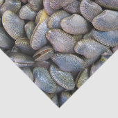 Venus Clam [ห อ ล า ย ย) Tissuepapier (Detail)