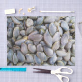 Venus Clam [ห อ ล า ย ย) Tissuepapier (Craft)