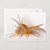 Venus Comb Murex schelp (Murex pectine) tegen Briefkaart (Voorkant / Achterkant)