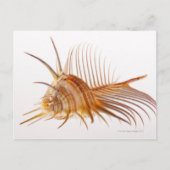 Venus Comb Murex schelp (Murex pectine) tegen Briefkaart (Voorkant)