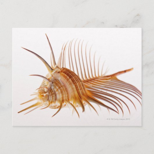 Venus Comb Murex schelp (Murex pectine) tegen Briefkaart (Voorkant)