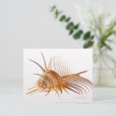 Venus Comb Murex schelp (Murex pectine) tegen Briefkaart (Staand voorkant)