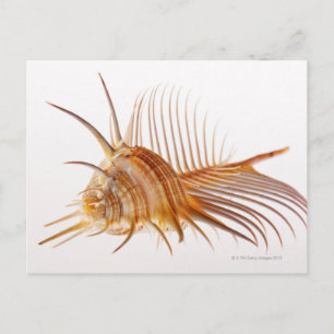Venus Comb Murex schelp (Murex pectine) tegen Briefkaart