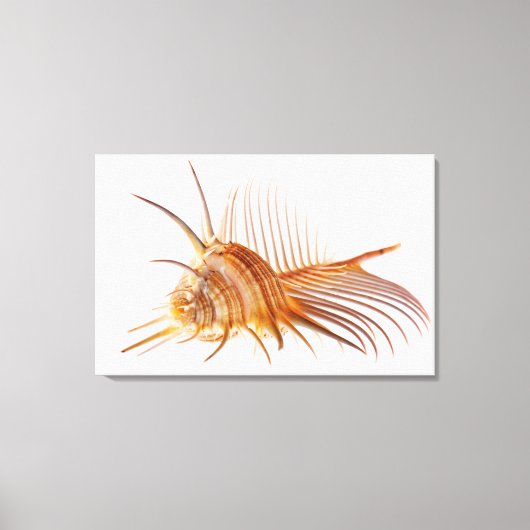 Venus Comb Murex schelp (Murex pectine) tegen Canvas Afdruk (Voorkant)
