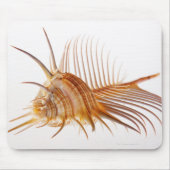 Venus Comb Murex schelp (Murex pectine) tegen Muismat (Voorkant)