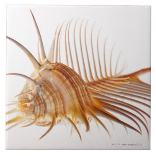 Venus Comb Murex schelp (Murex pectine) tegen Tegeltje