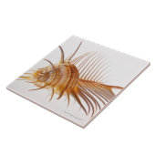 Venus Comb Murex schelp (Murex pectine) tegen Tegeltje (Zijkant)