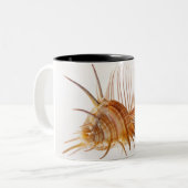 Venus Comb Murex schelp (Murex pectine) tegen Tweekleurige Koffiemok (Voorkant links)