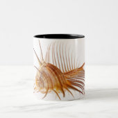 Venus Comb Murex schelp (Murex pectine) tegen Tweekleurige Koffiemok (Center)