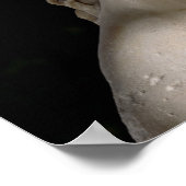 Venus de Milo Poster (Hoek)