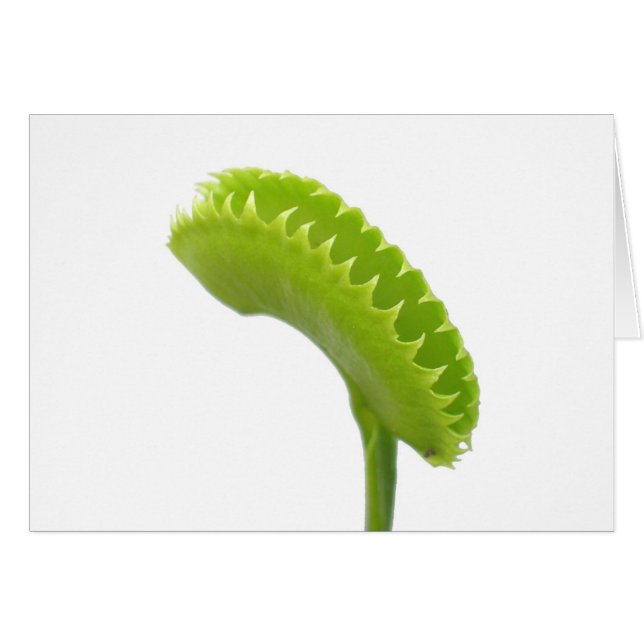 Venus Fly Trap (Voorkant Horizontaal)