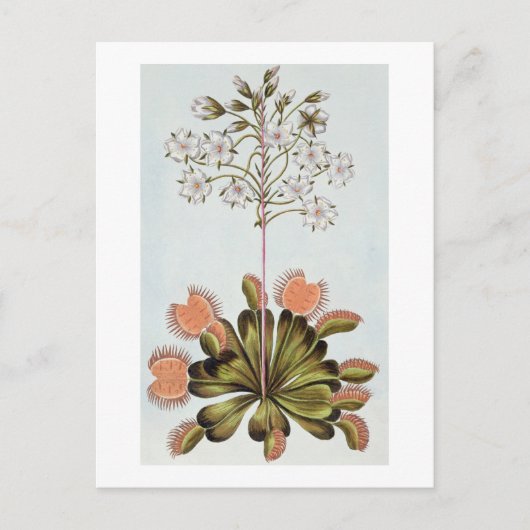Venus Fly-trap, bord 84, van 'Collectie Precieu Briefkaart (Voorkant)