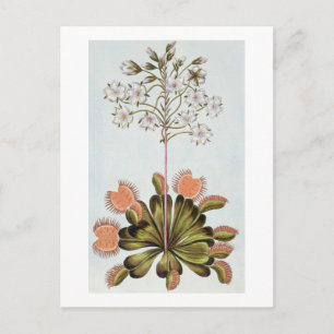 Venus Fly-trap, bord 84, van 'Collectie Precieu Briefkaart