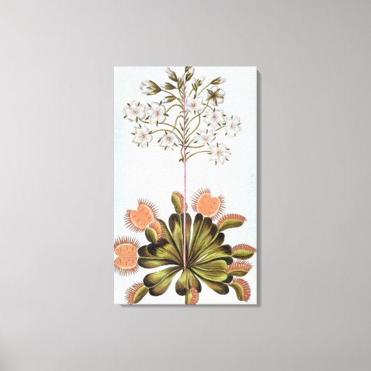 Venus Fly-trap, bord 84, van 'Collectie Precieu Canvas Afdruk (Voorkant)