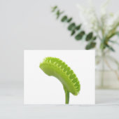 Venus Fly Trap Briefkaart (Staand voorkant)