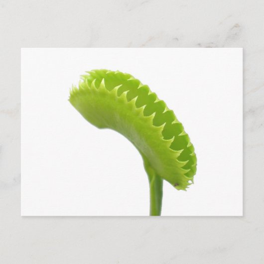 Venus Fly Trap Briefkaart (Voorkant)