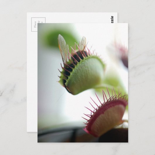 Venus Fly Trap Briefkaart (Voorkant / Achterkant)