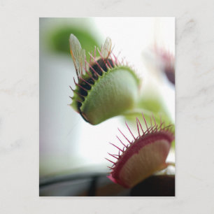 Venus Fly Trap Briefkaart