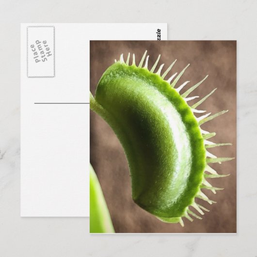 Venus Fly Trap Briefkaart (Voorkant / Achterkant)