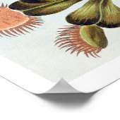 Venus Fly-trap Poster (Hoek)