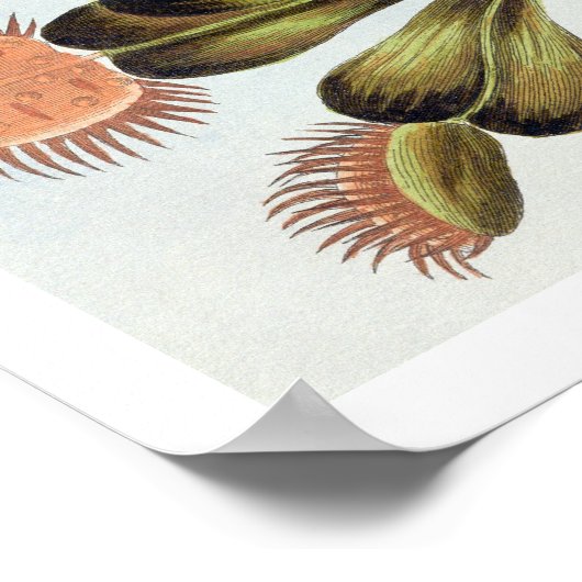 Venus Fly-trap Poster (Hoek)