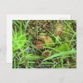 Venus Fly Traps Briefkaart (Voorkant / Achterkant)