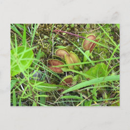 Venus Fly Traps Briefkaart