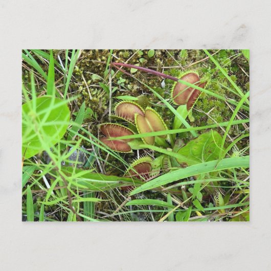 Venus Fly Traps Briefkaart (Voorkant)