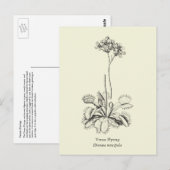 Venus Flytrap, carnivoren Plant Briefkaart (Voorkant / Achterkant)