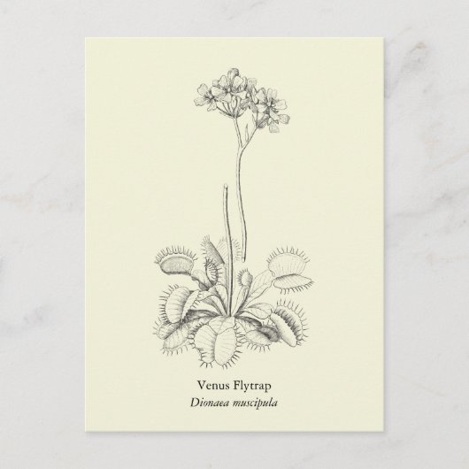 Venus Flytrap, carnivoren Plant Briefkaart (Voorkant)