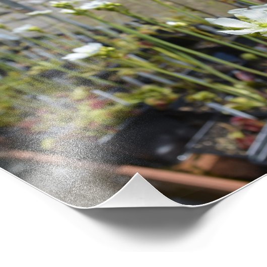 Venus Flytrap Foto Afdruk (Hoek)