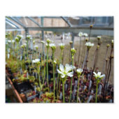 Venus Flytrap Foto Afdruk (Voorkant)