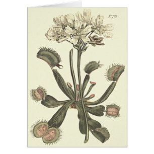 Venus Flyval Botanical Illustratie
