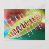 Venus Flyval Briefkaart (Voorkant)