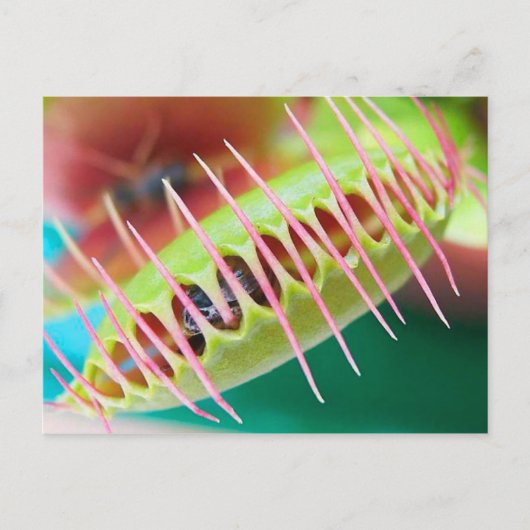 Venus Flyval Briefkaart (Voorkant)