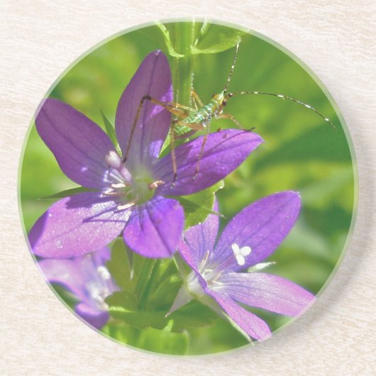 Venus Kijker Glass Wildflower & Grasshopper Zandsteen Onderzetter (Voorkant)