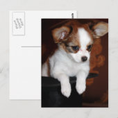 Venuspuppy Briefkaart (Voorkant / Achterkant)