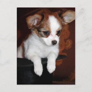 Venuspuppy Briefkaart