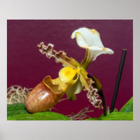 Venusschoenorchis